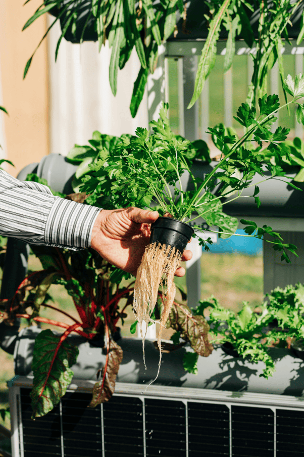 مغذيات عناصر صغري