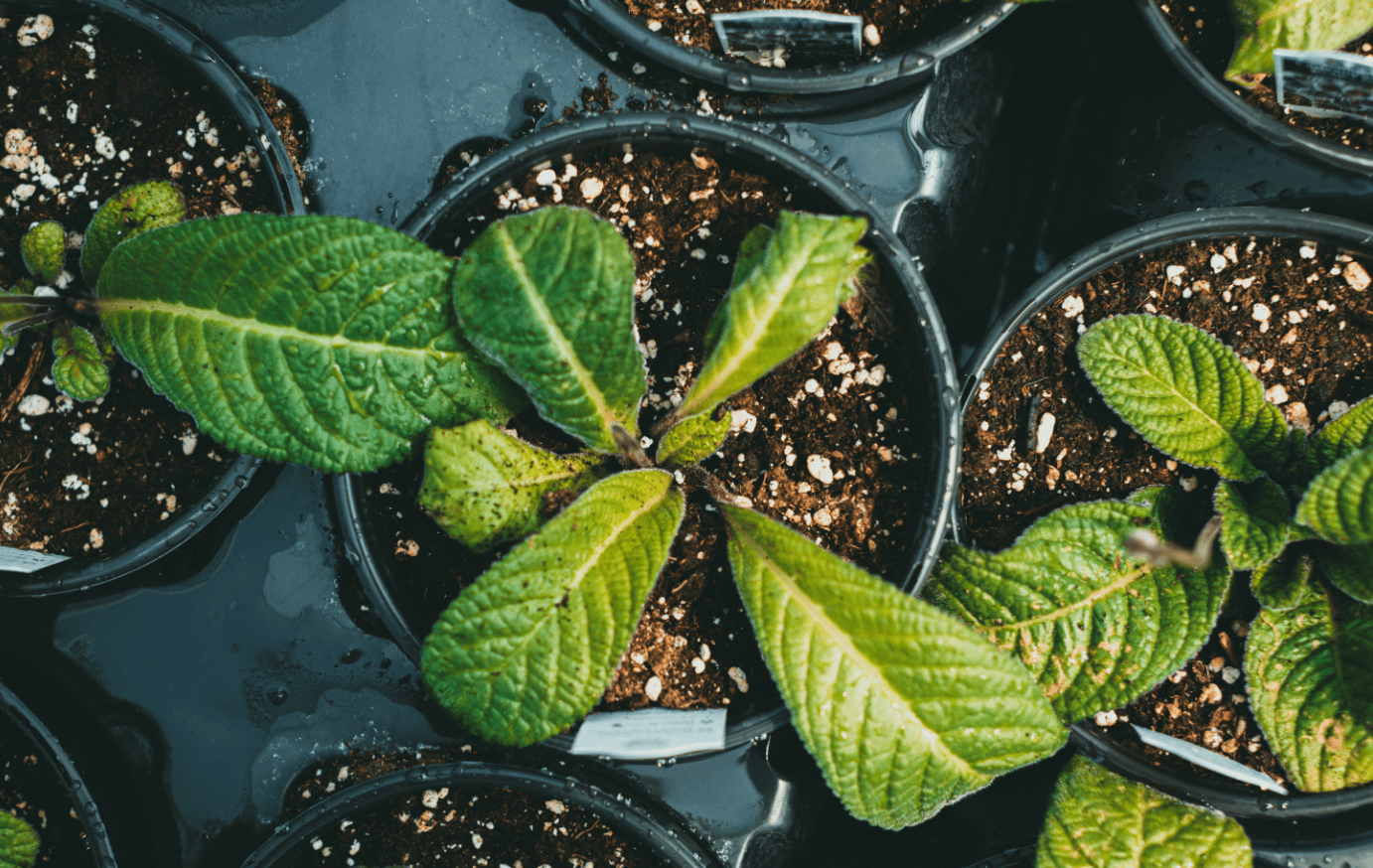 منظمات نمو النباتات