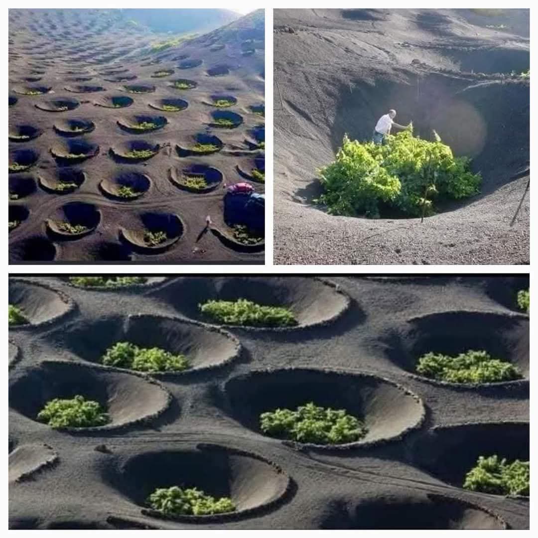 اداره المناخ الدقيق حول النبات