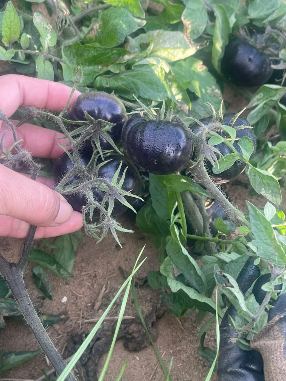 الطماطم السوداء طبيعية