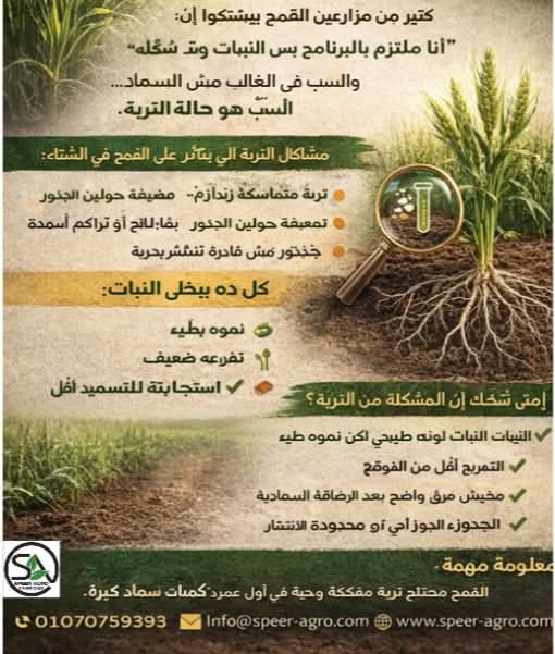 اسباب ضعف القمح